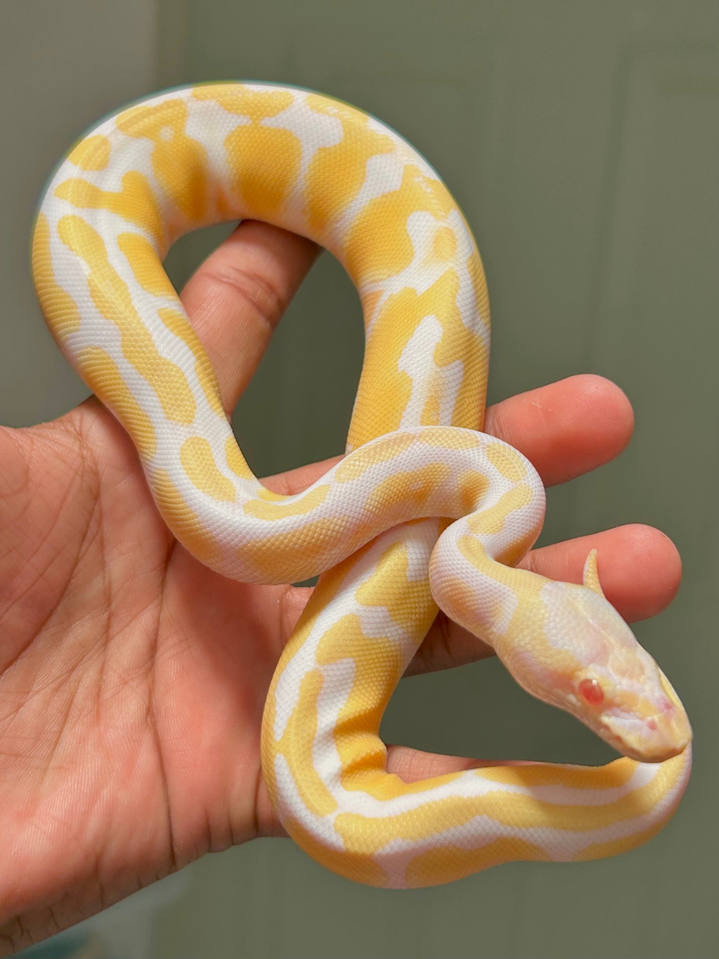 Pitón bola albina het pied hembra