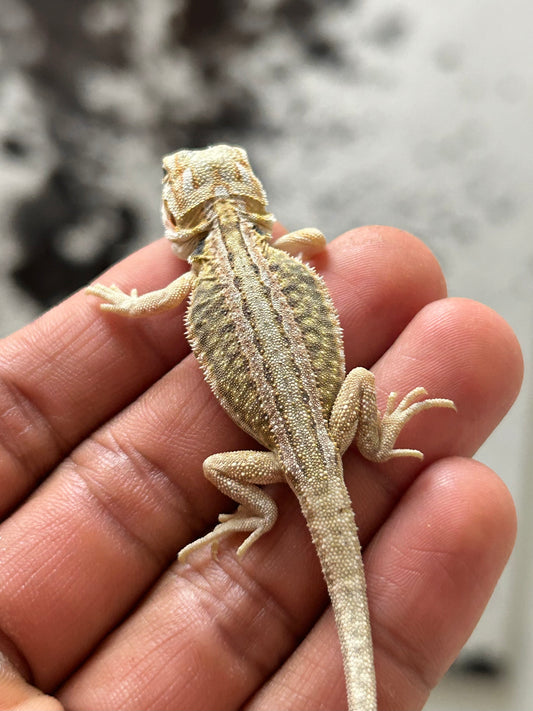 Pogona Hypo leatherback dunner hembra (Nip Tail)
