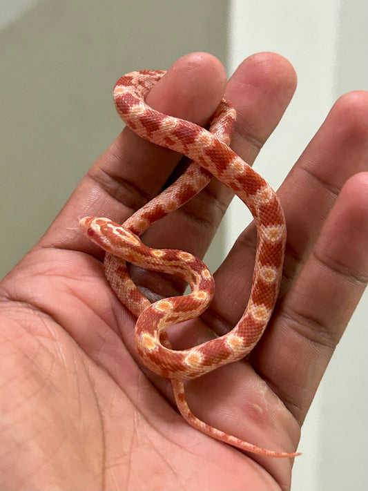 Serpiente maicera albina macho