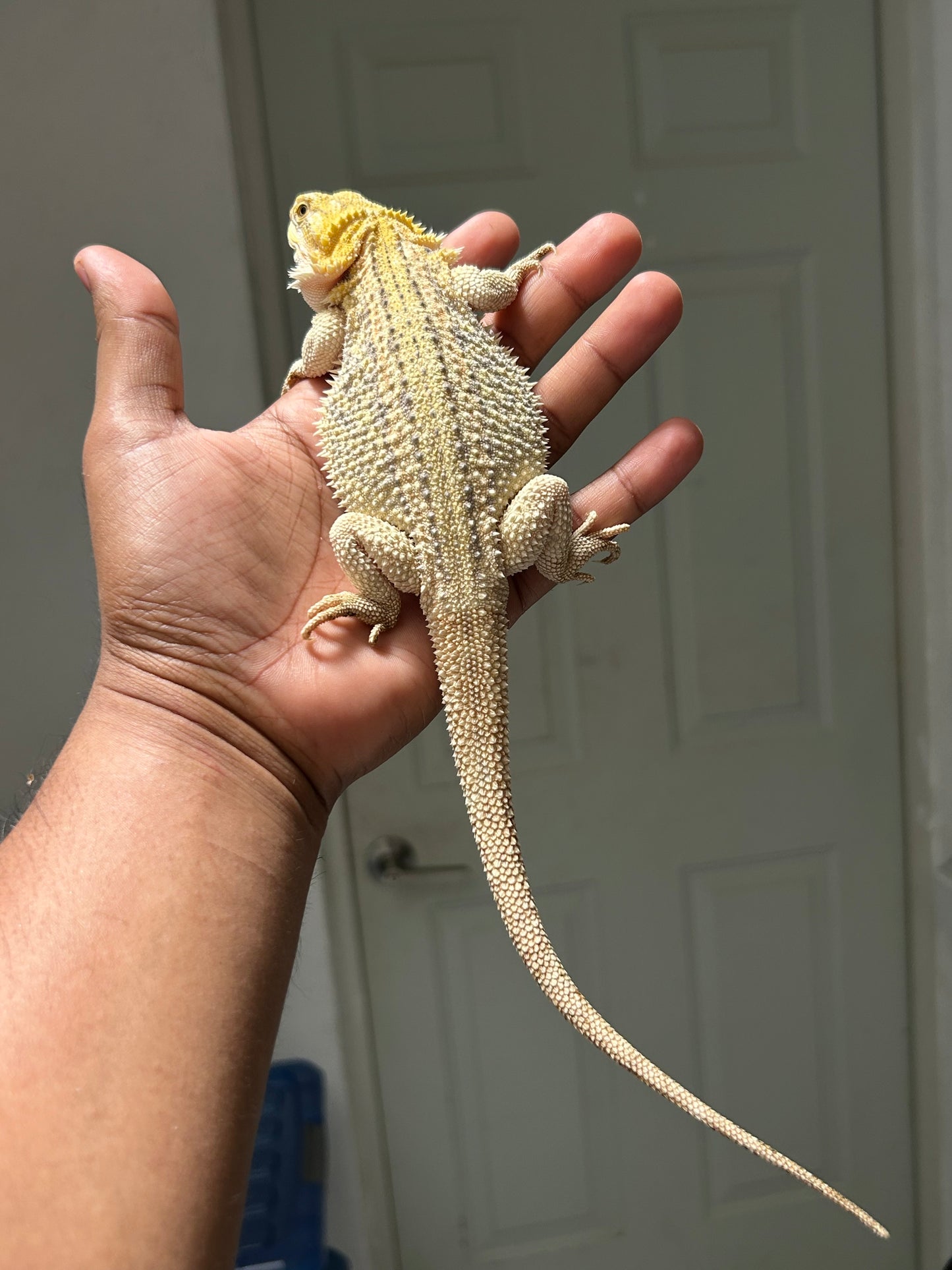 Pogona Citrus hypo dunner hembra