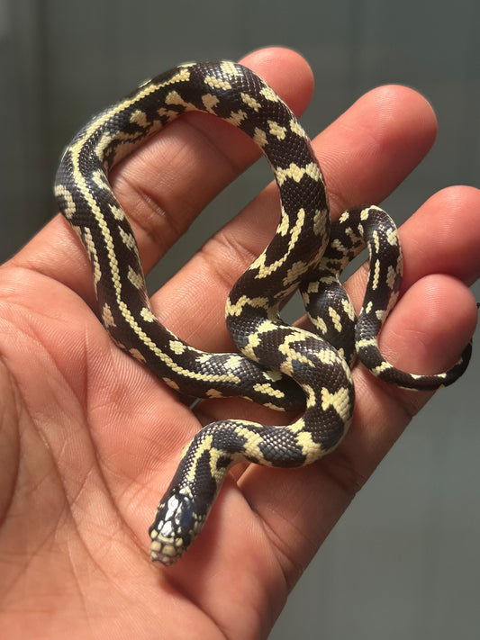 Serpiente Rey de California hembra