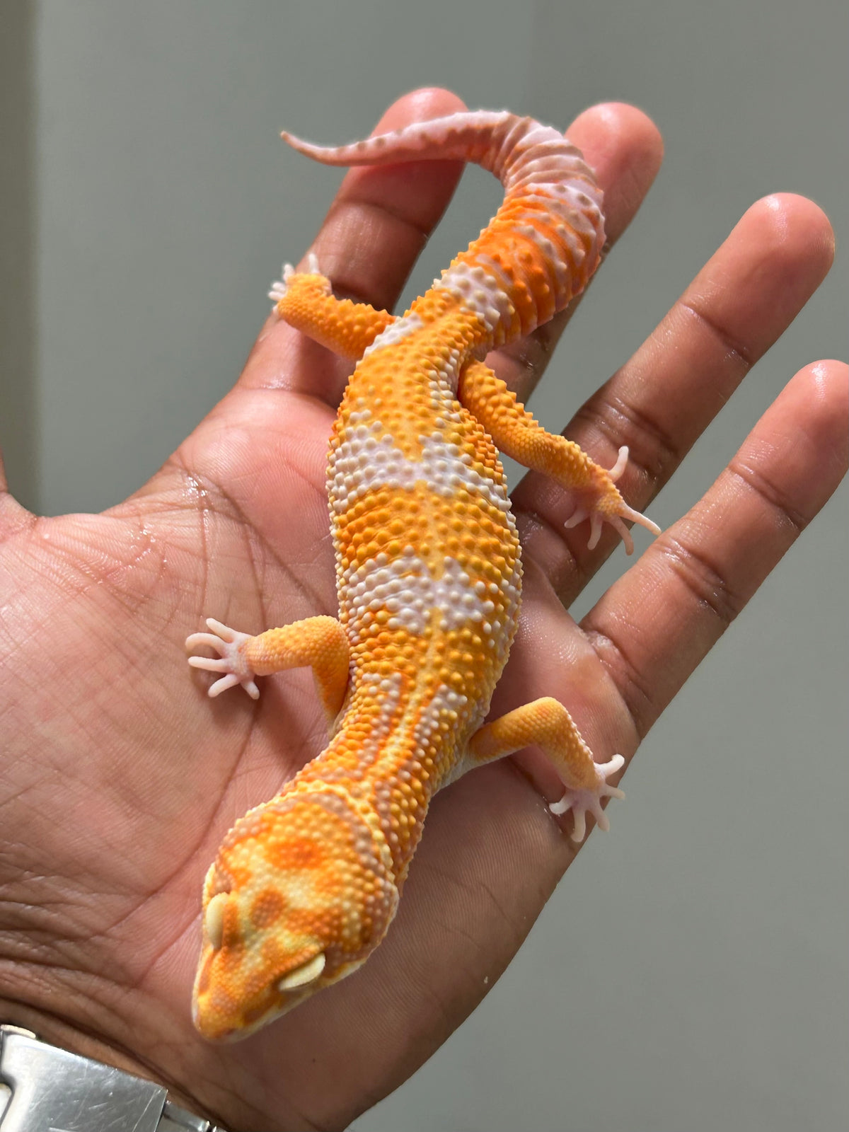 Gecko leopardo Red Diamond macho