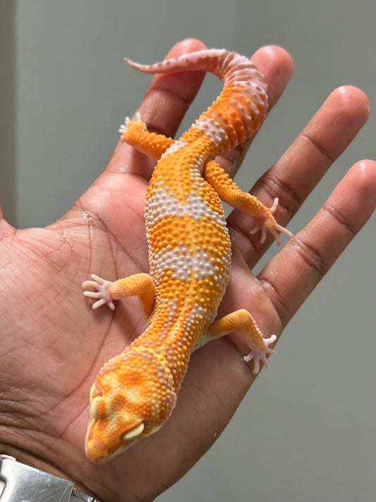 Gecko leopardo Red Diamond macho