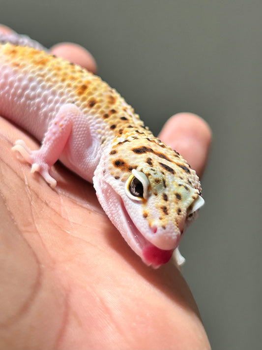Gecko leopardo Snow eclipse macho