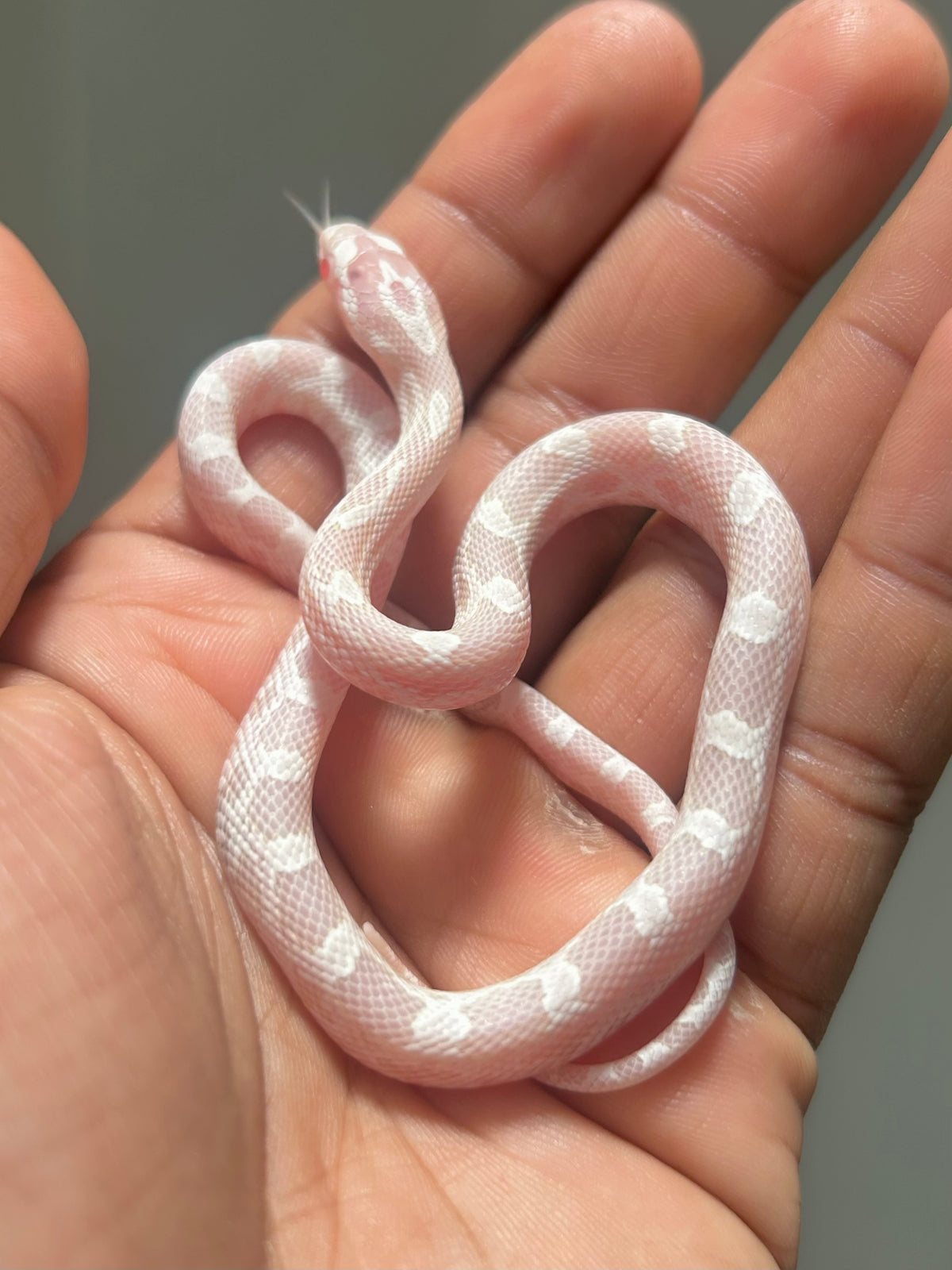Serpiente maicera snow macho