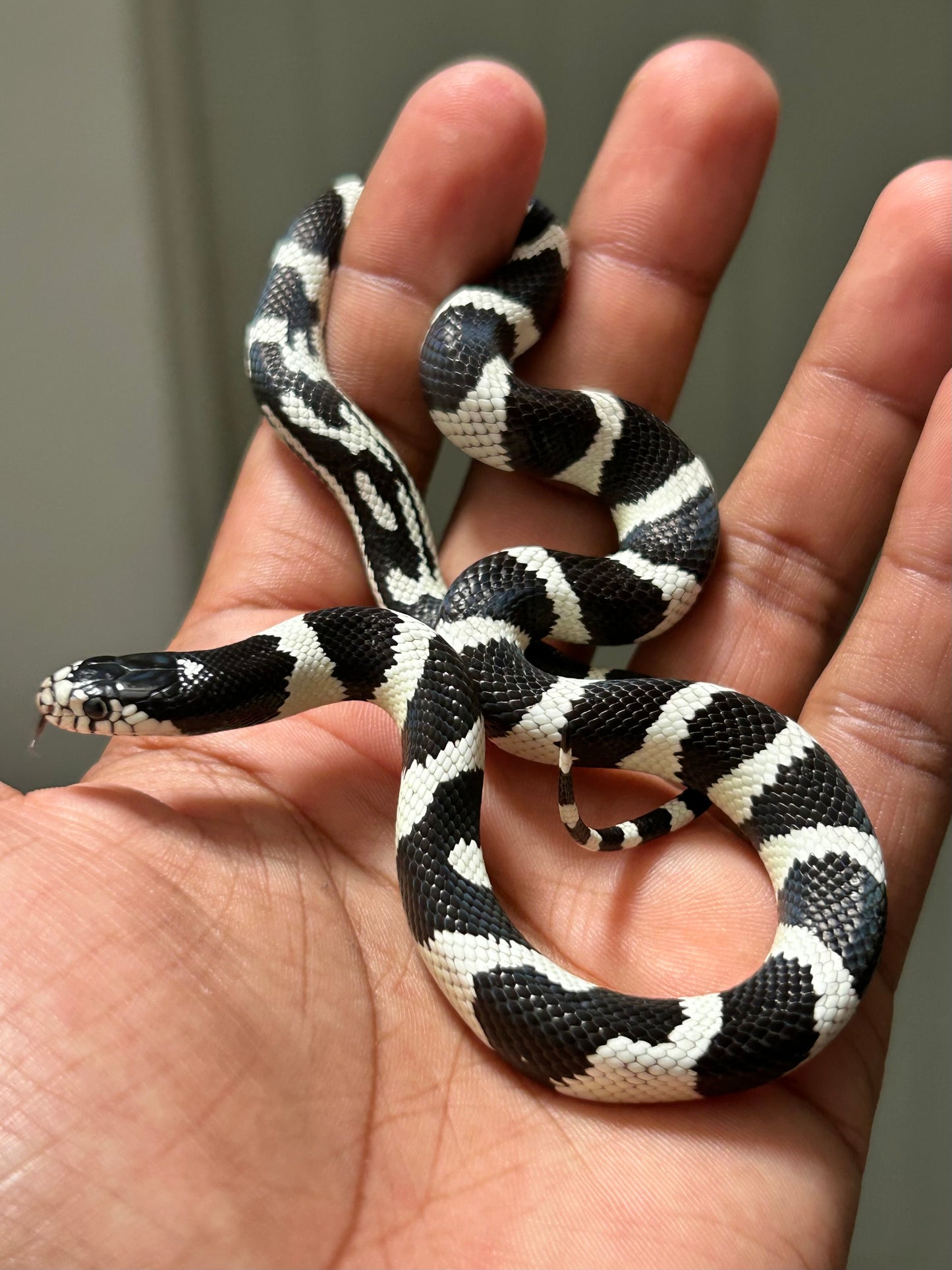 Serpiente rey de california