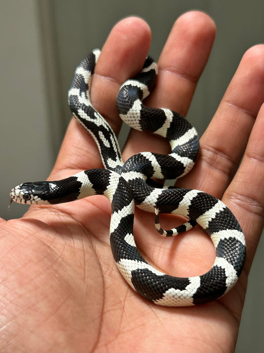 Serpiente rey de california