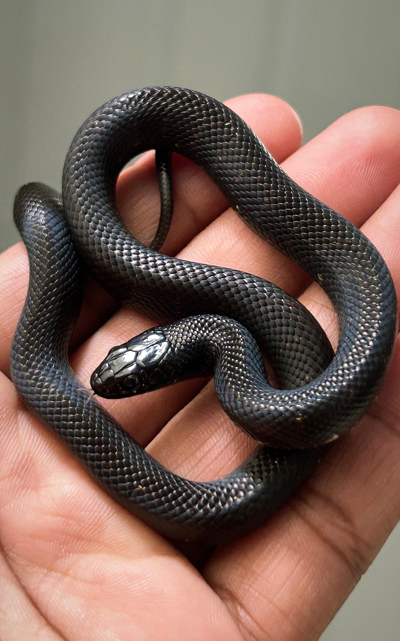 Serpiente Rey Negra Mexicana hembra