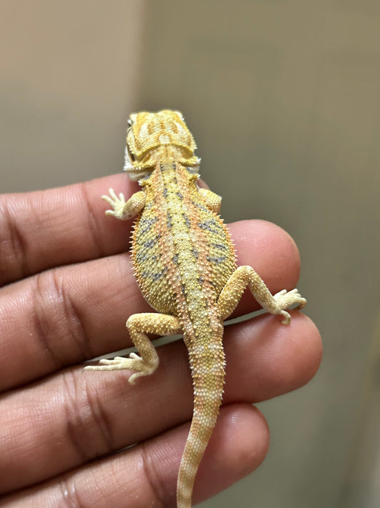 Pogona Citrus hypo macho