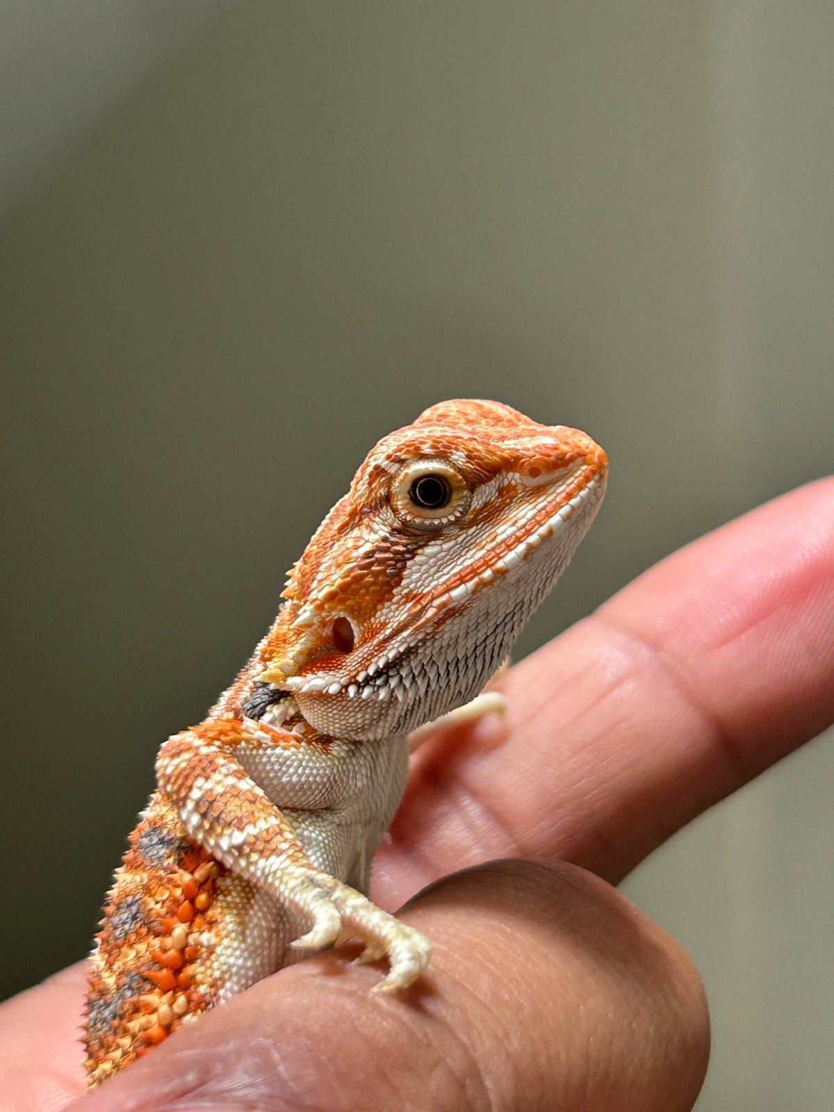 Pogona Chamuco macho