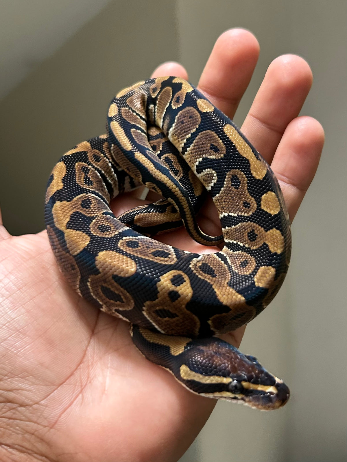 Pitón bola Hurricane macho