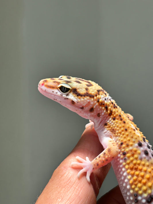 Gecko leopardo blood hembra