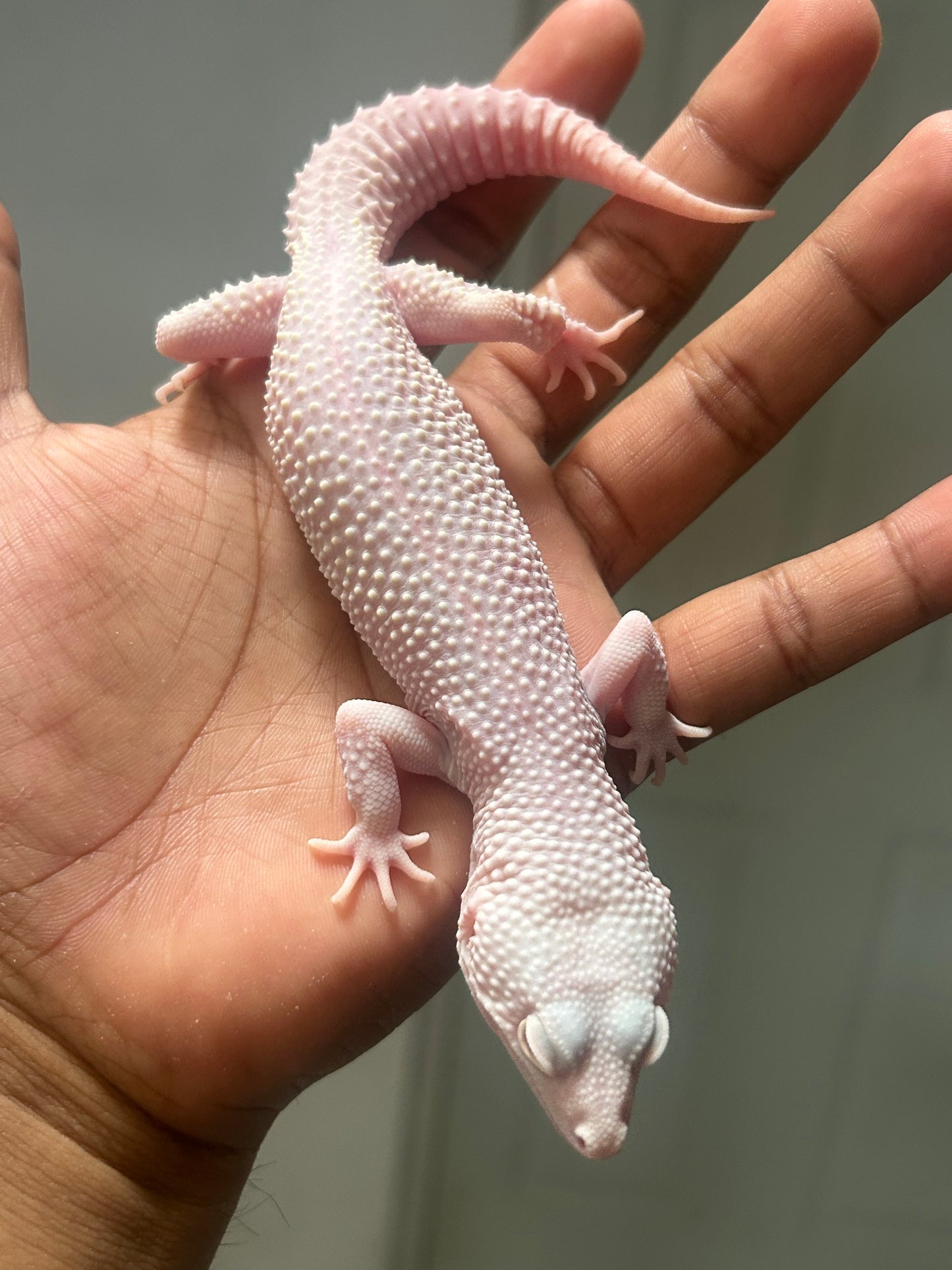 Gecko leopardo Snow Diablo blanco macho