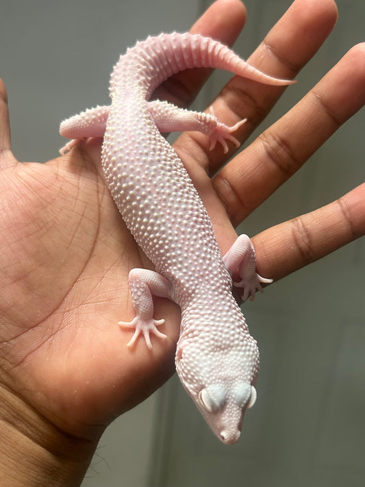 Gecko leopardo Snow Diablo blanco macho
