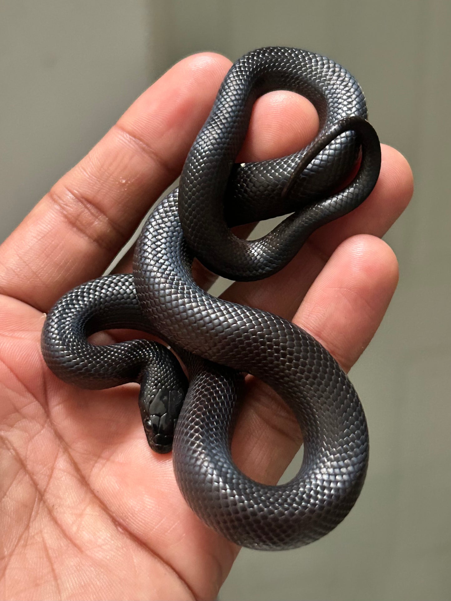 Serpiente Rey Negra Mexicana hembra