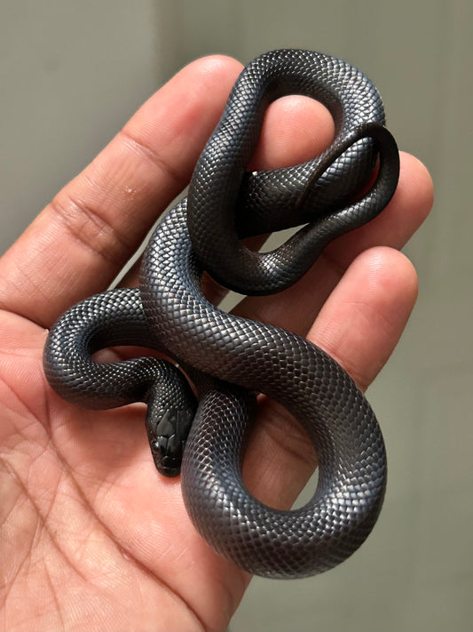 Serpiente Rey Negra Mexicana hembra