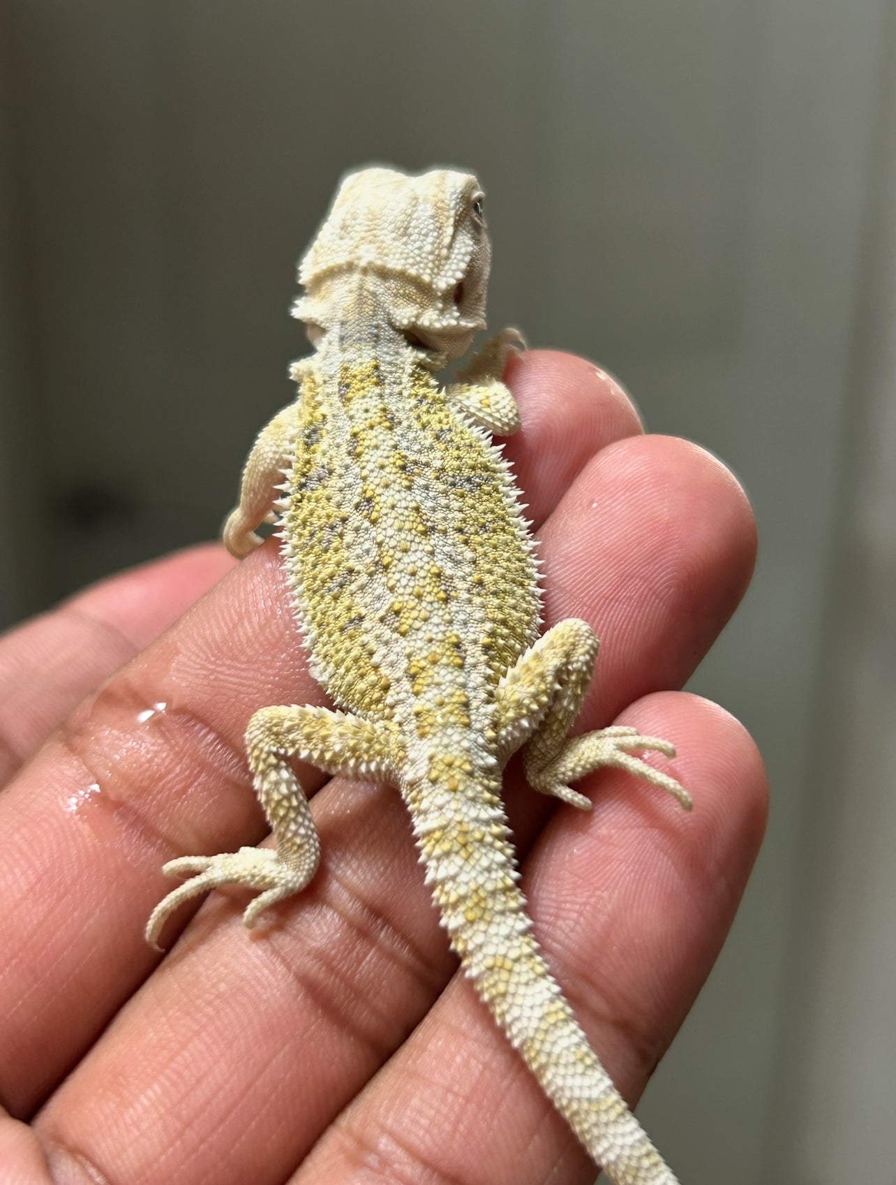 Apartados de pogonas citrus