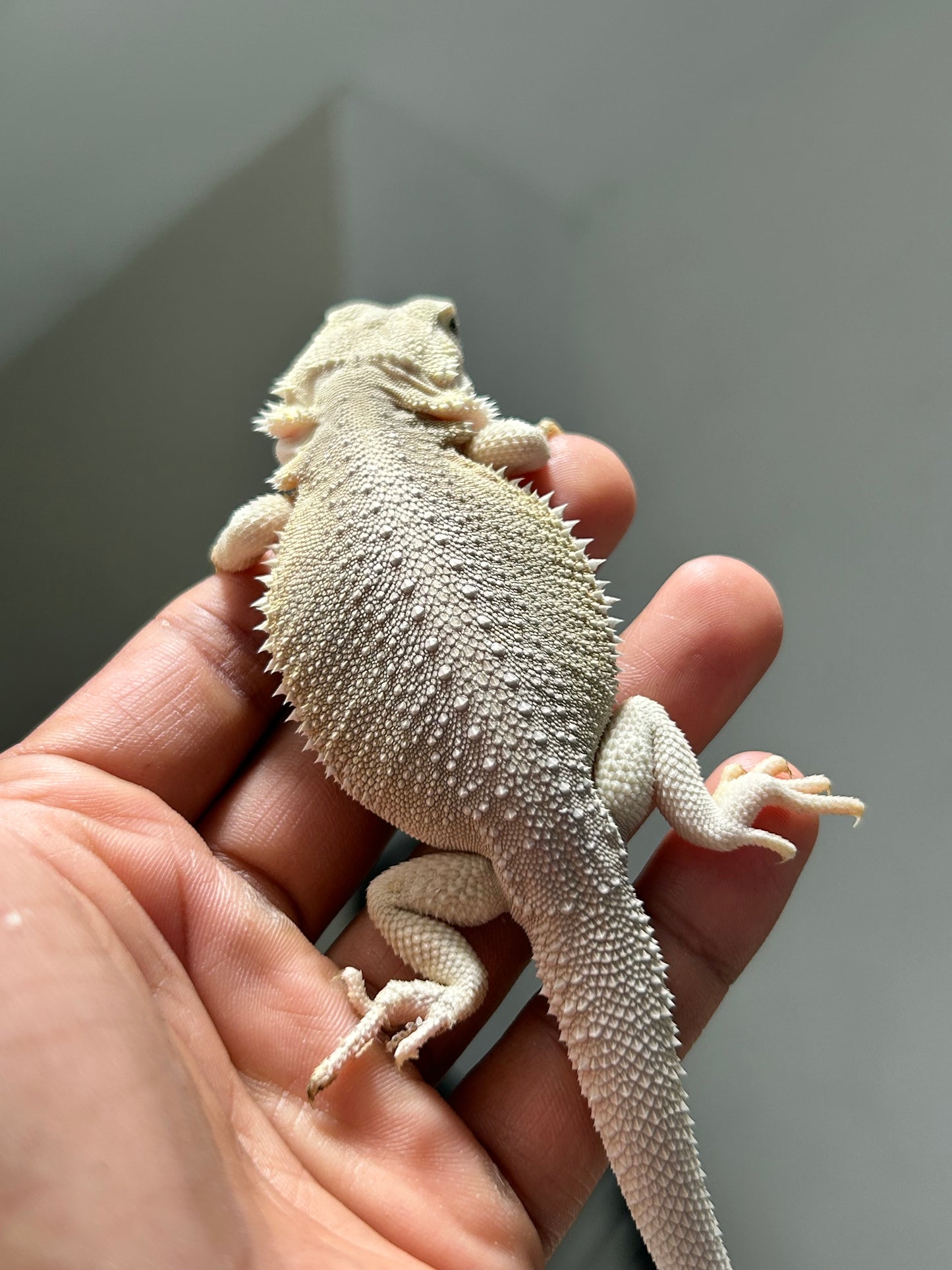 Pogona Hypo witblits het zero macho