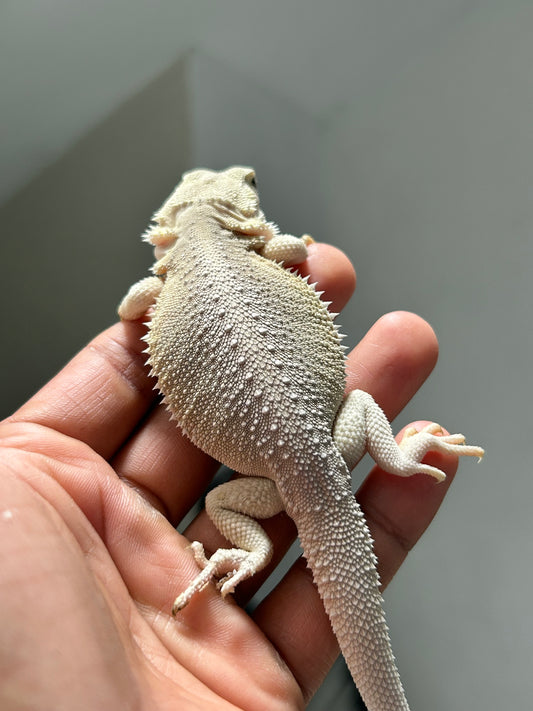 Pogona Hypo witblits het zero macho
