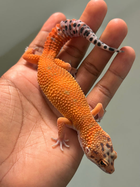 Gecko leopardo Blood inferno macho