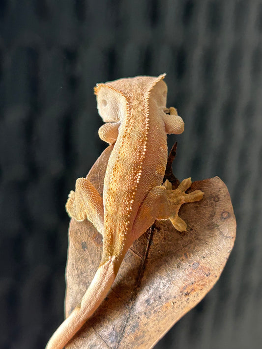 Gecko crestado flame