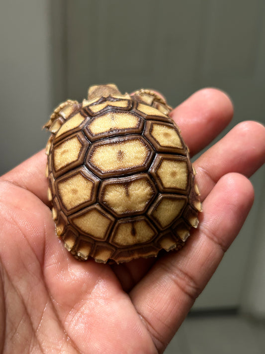 Tortuga sulcata cría
