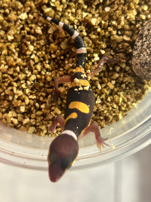 Apartado de Gecko Leopardo blood