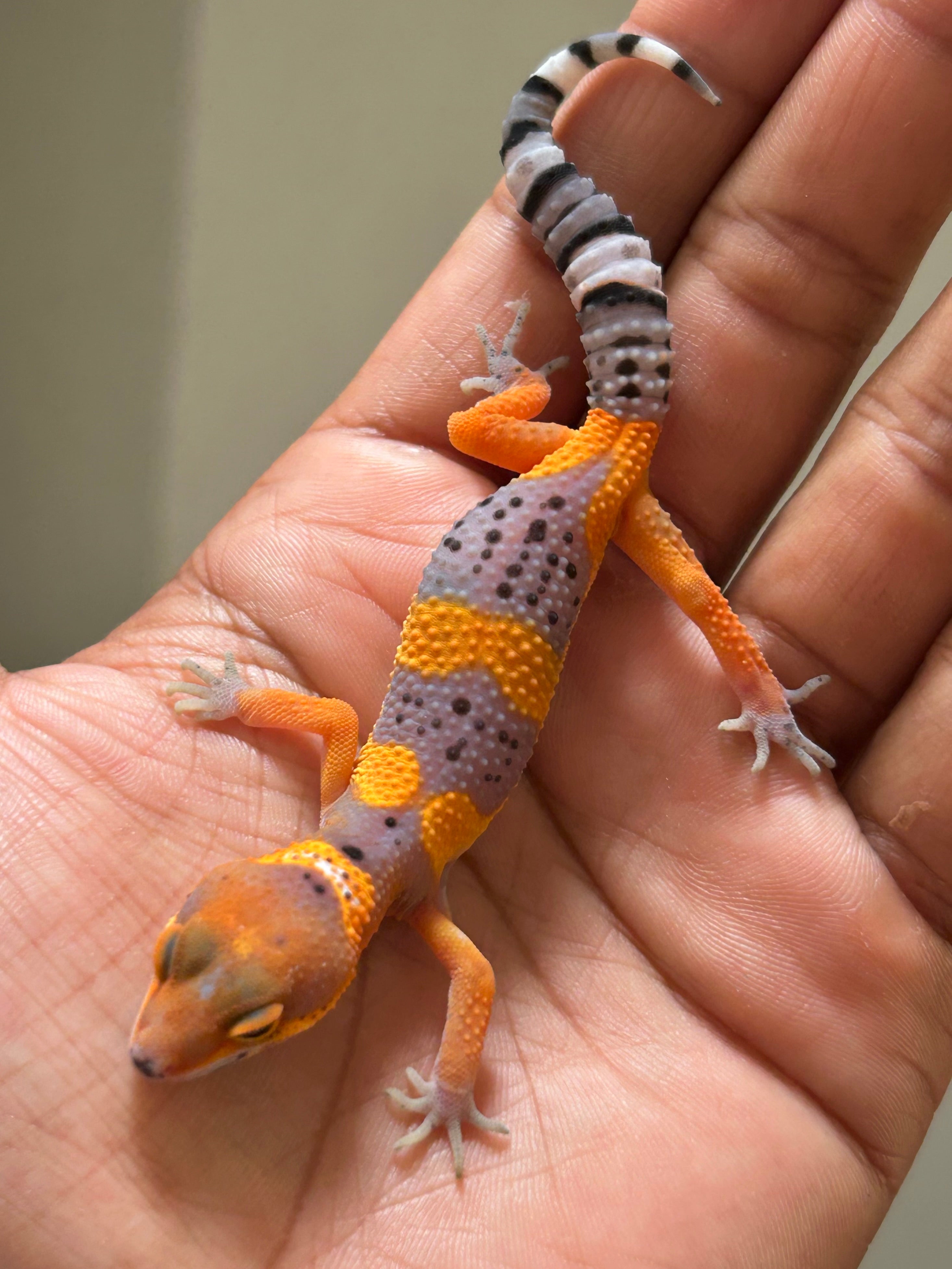 Geckos leopardo – alfareptiles