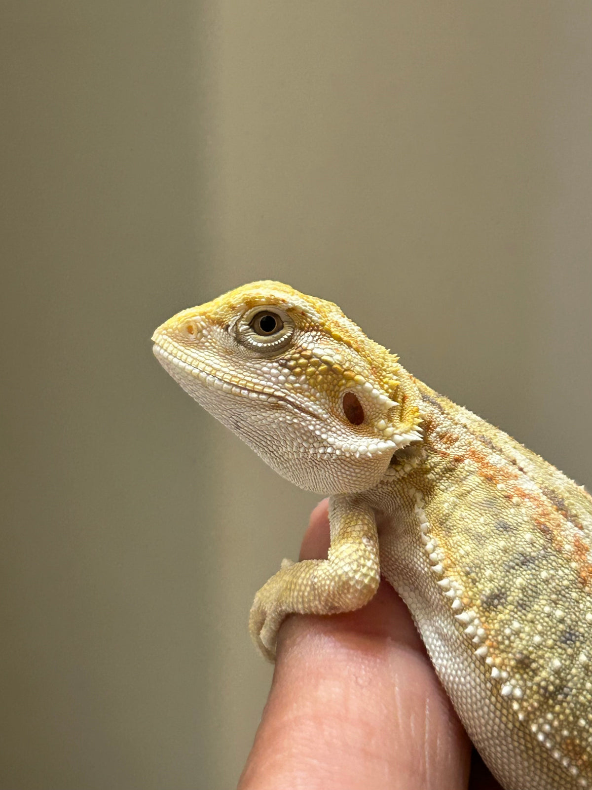 Pogona Citrus hypo dunner leatherback hembra