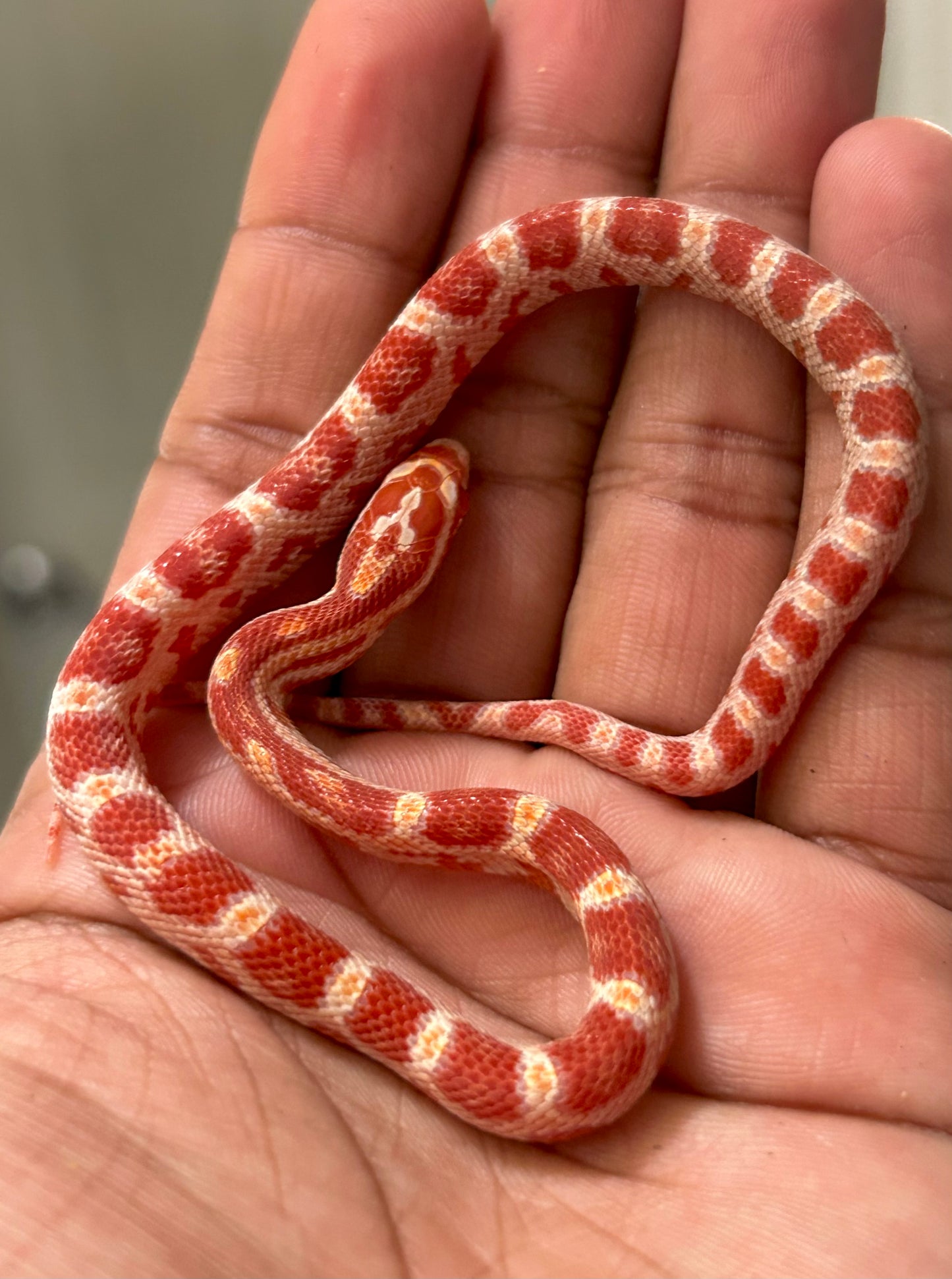 Serpiente maicera albina