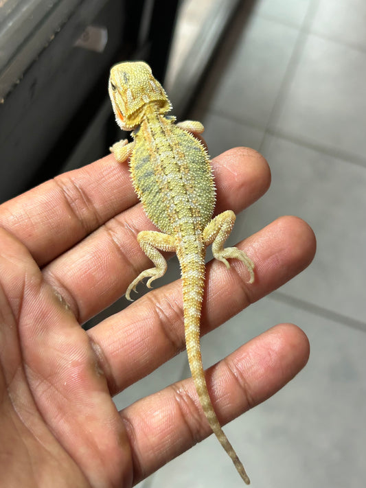 Pogona Citrus hypo trans macho (Nip Tail)