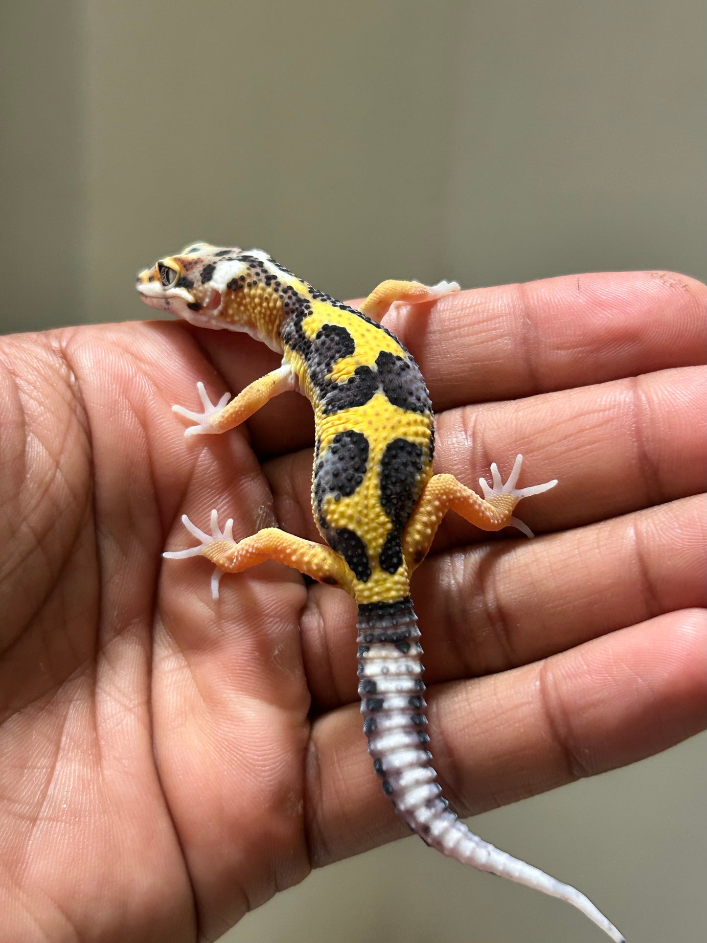 Gecko leopardo Snow Lemon Frost macho