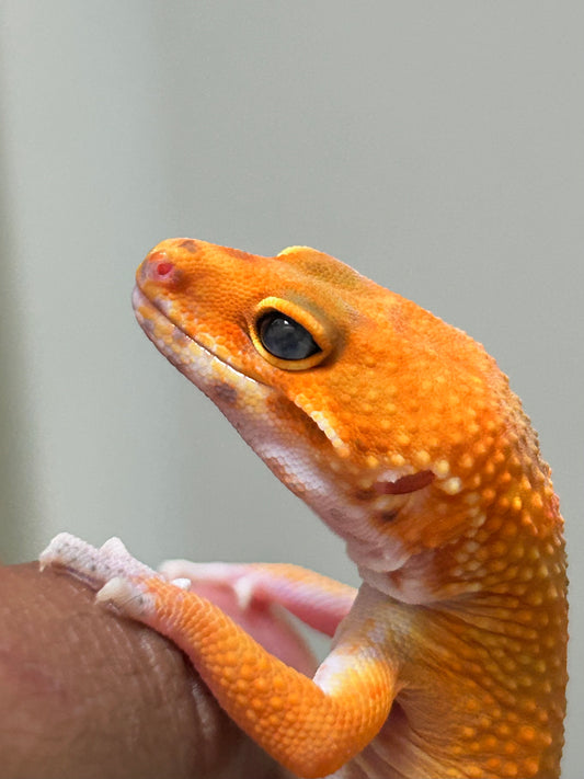 Gecko leopardo Noir dèsir hembra