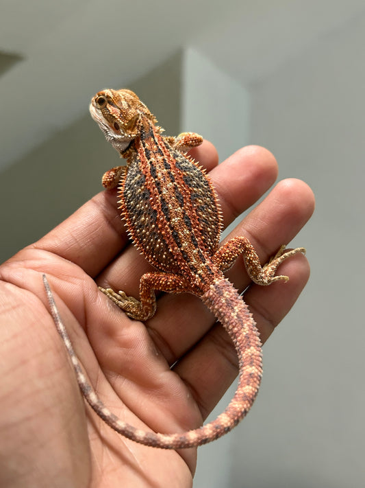 Pogona Orange hypo dunner hembra