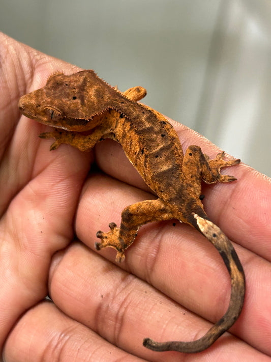 Gecko crestado dalmatian