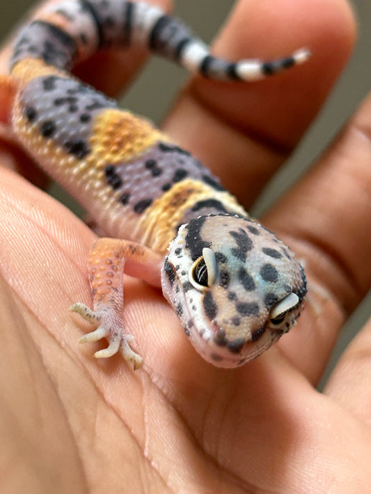 Gecko leopardo Tangerine macho