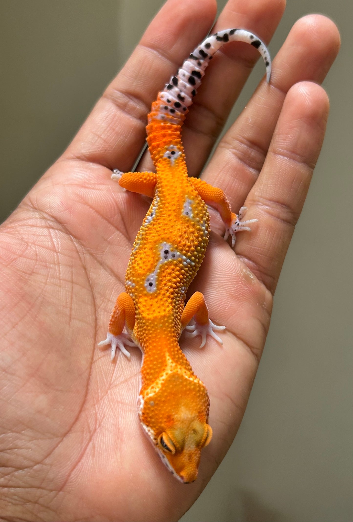 Gecko leopardo Blood inferno macho