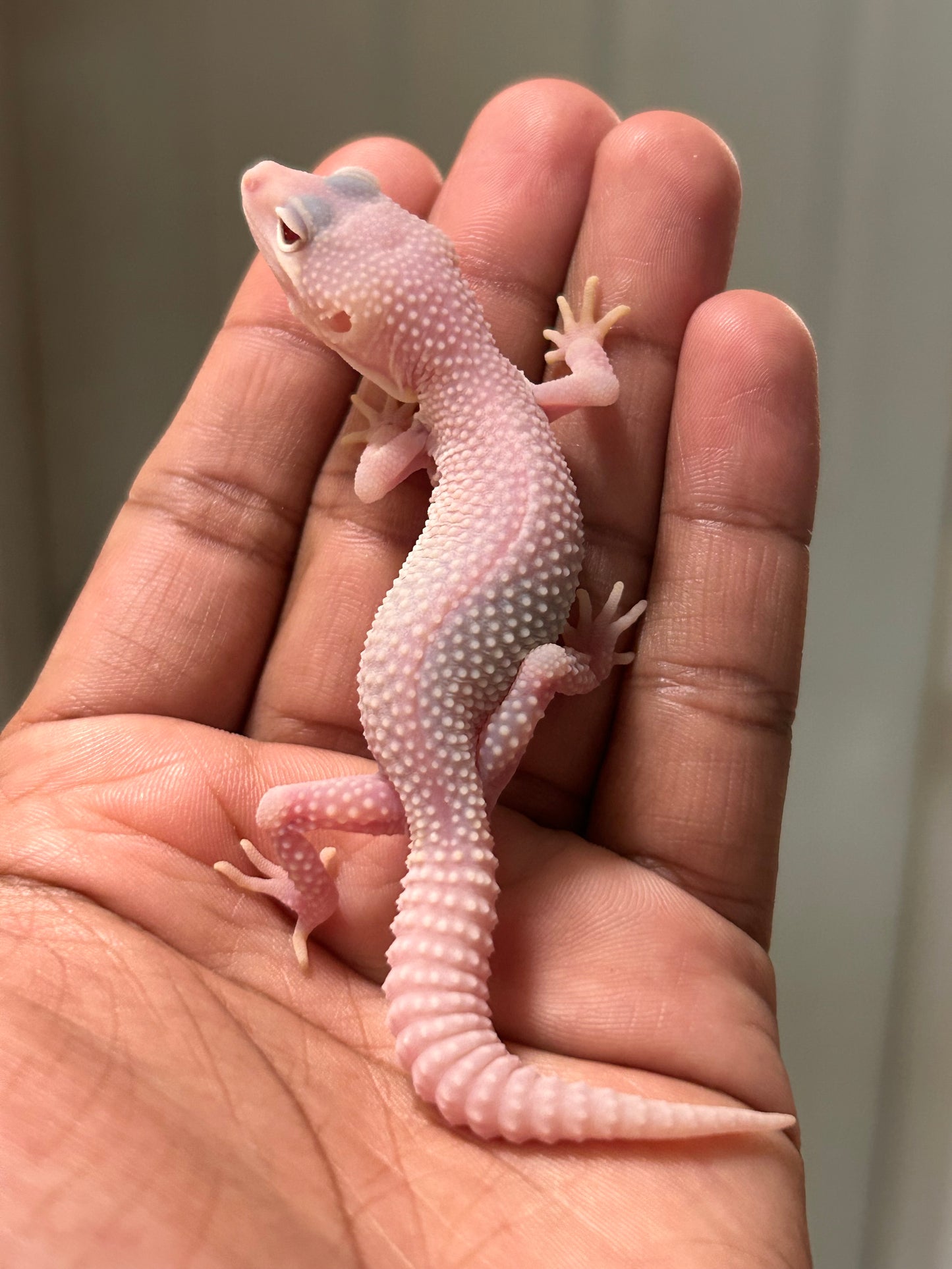 Gecko leopardo Diablo blanco macho
