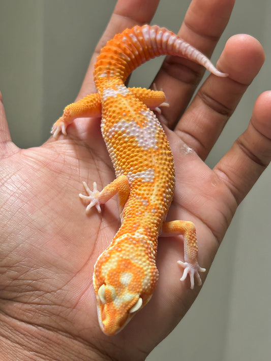 Gecko leopardo Red Diamond macho