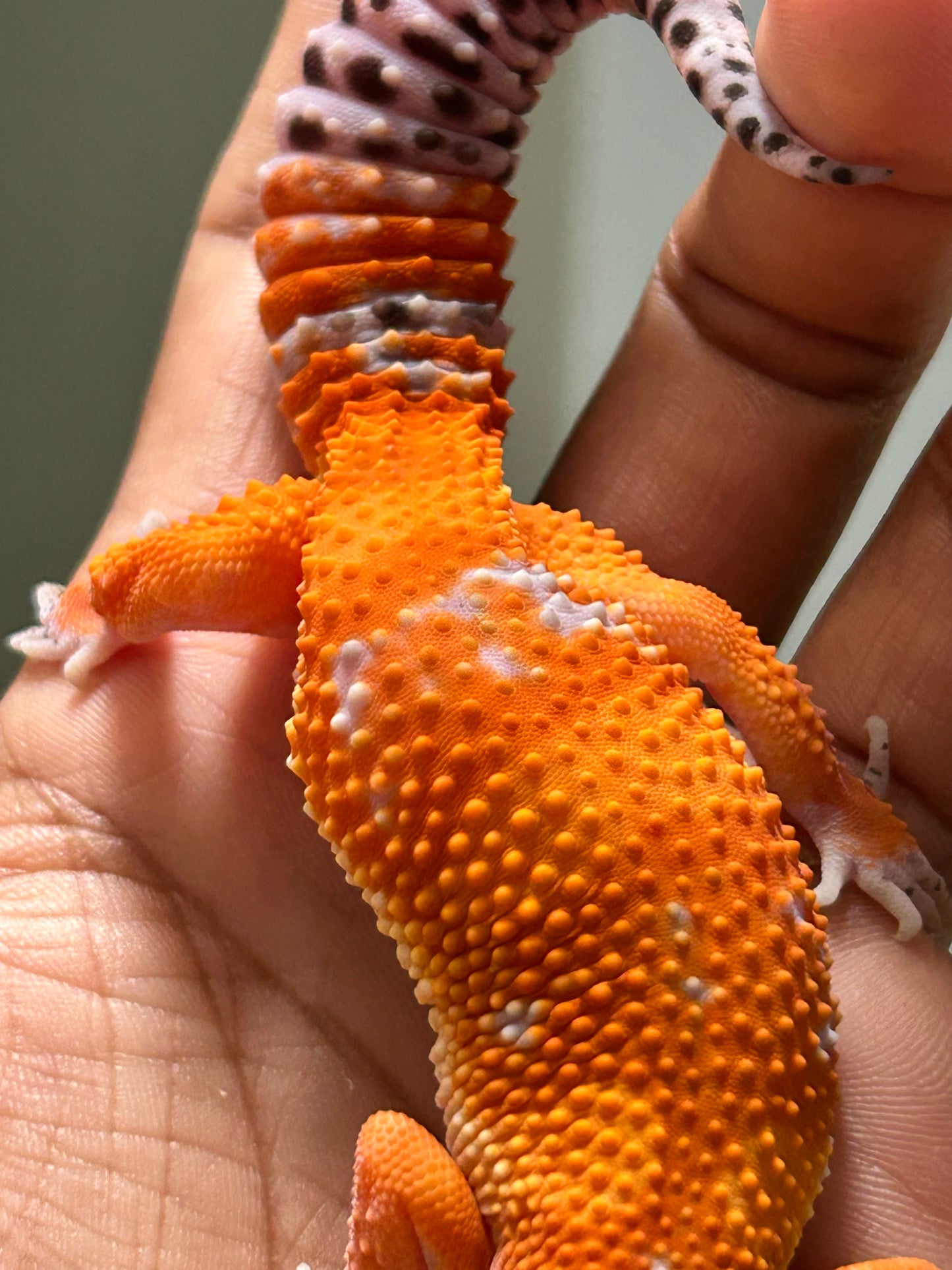 Gecko leopardo Blood inferno macho