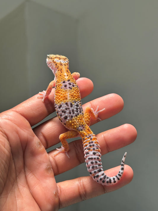 Gecko leopardo blood hembra