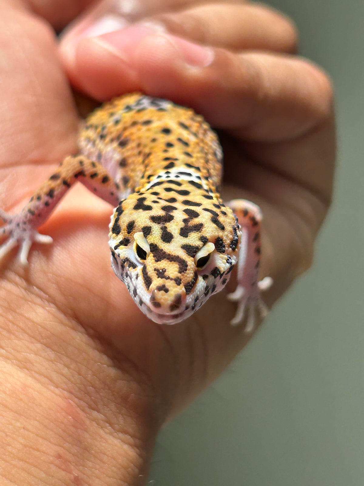 Gecko Leopardo Noir dèsir hembra (Ojos pequeños)