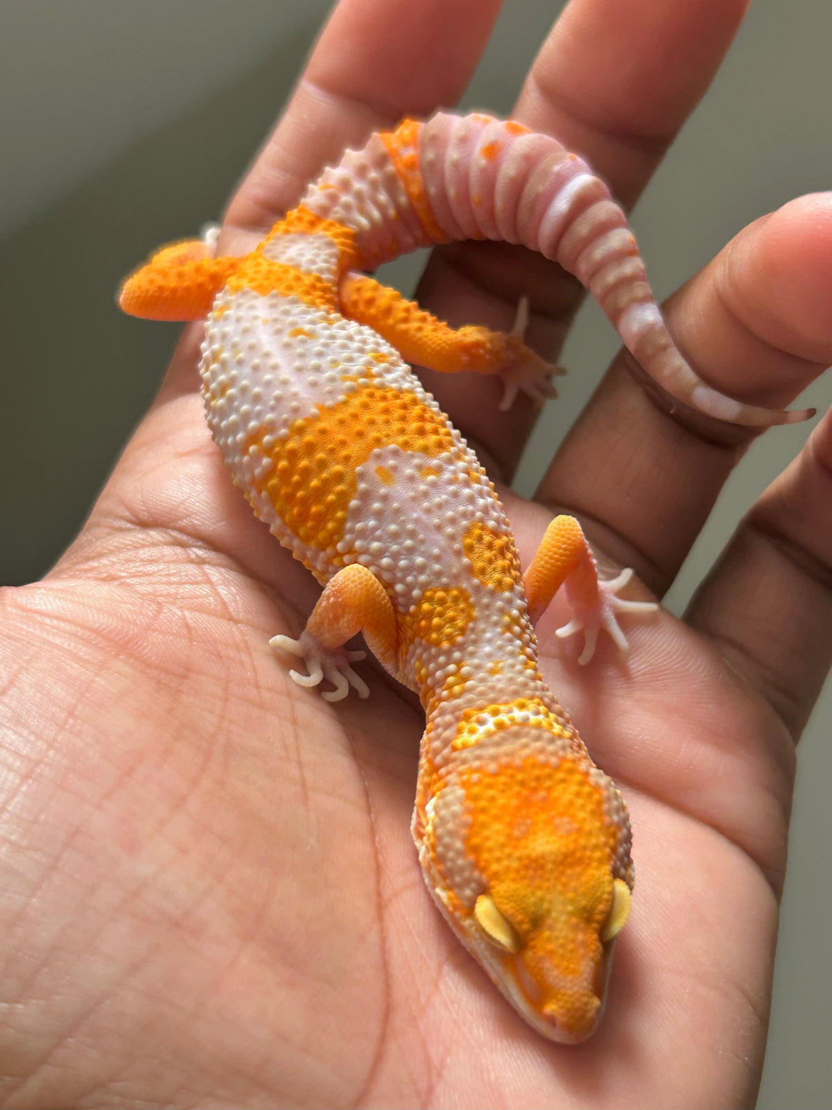Gecko leopardo Red Diamond macho