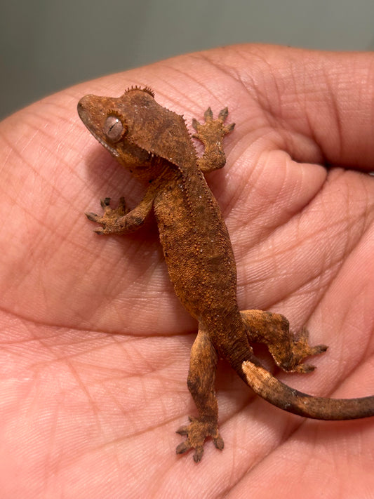 Gecko crestado tiger
