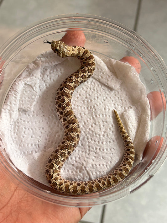 Hognose artic macho