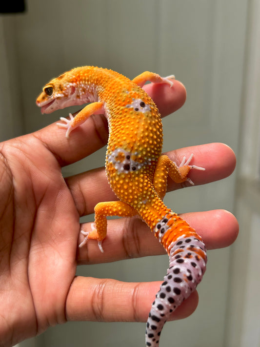 Gecko leopardo Blood emerine macho