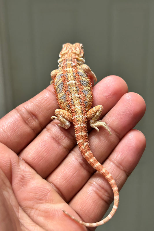 Pogona chamuco hypo het trans hembra