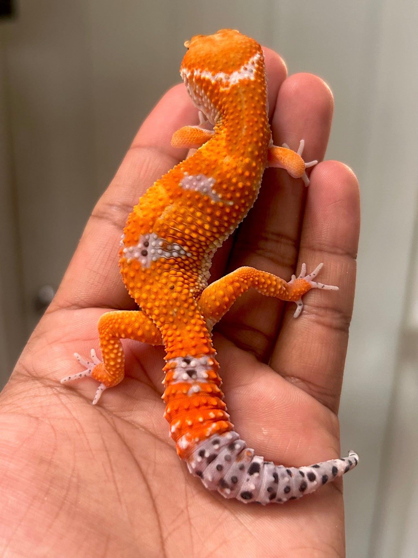 Gecko leopardo Blood inferno macho