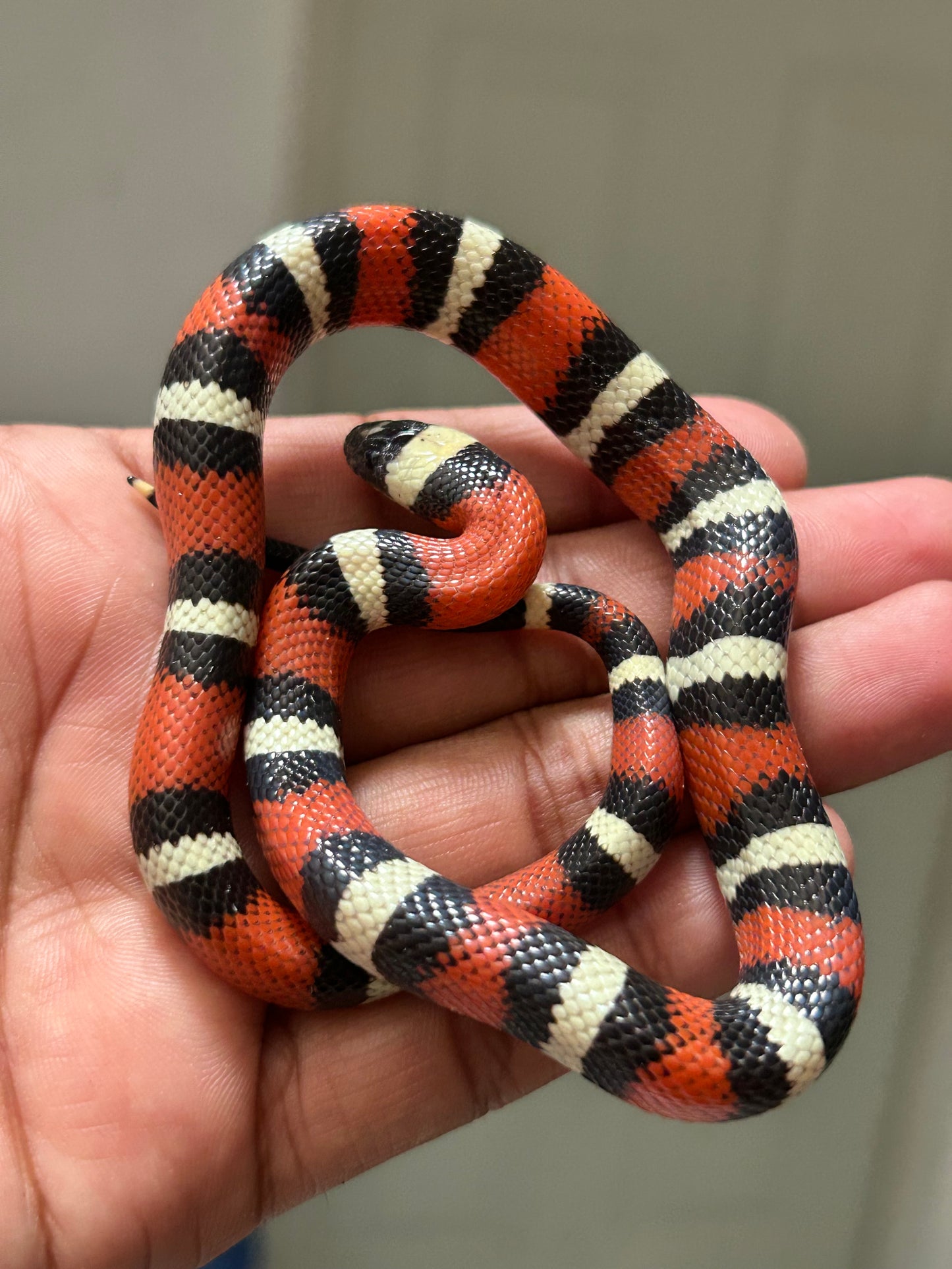 Serpiente falsa coral de puebla