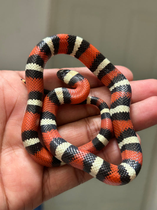 Serpiente falsa coral de puebla